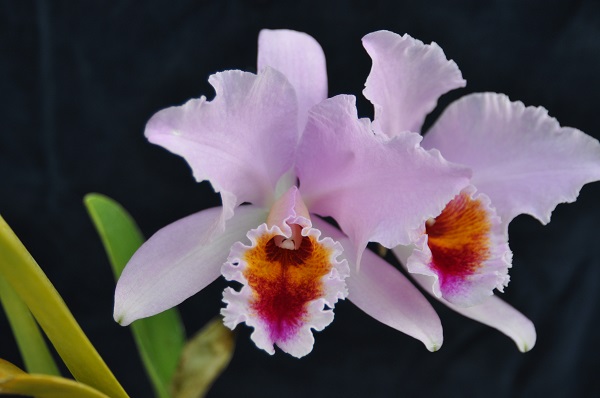 C.percivaliana Tsuji