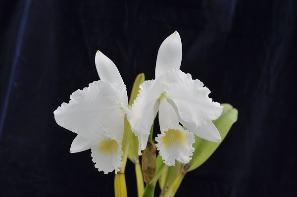 C.trianaei alba