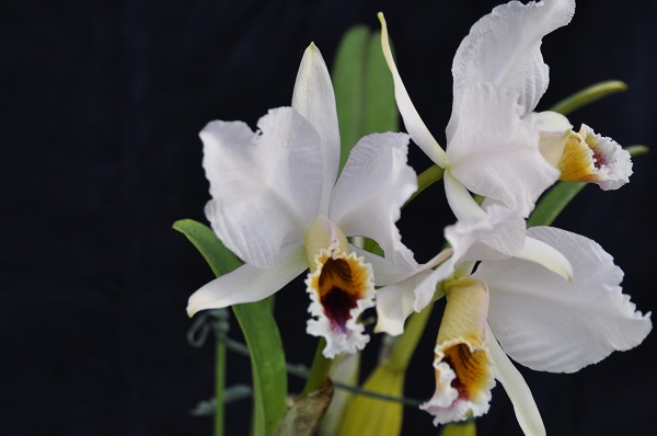 C.percivaliana coerulea