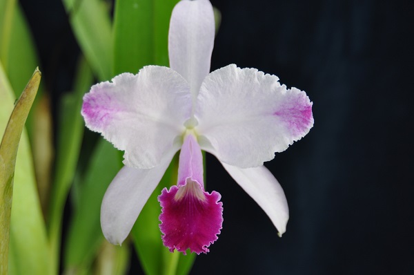 C.trianaei Cachibachito