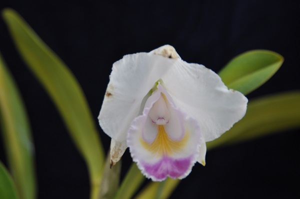 C.quadricolor coerulea