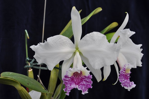 C.lueddemanniana s/a