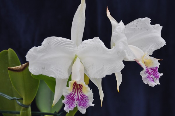 C.lueddemanniana s/a