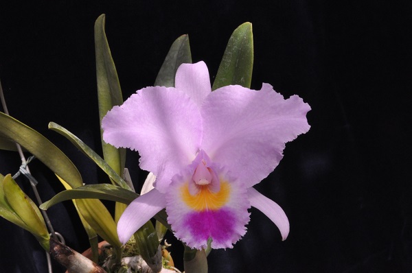 C.trianaei flamea