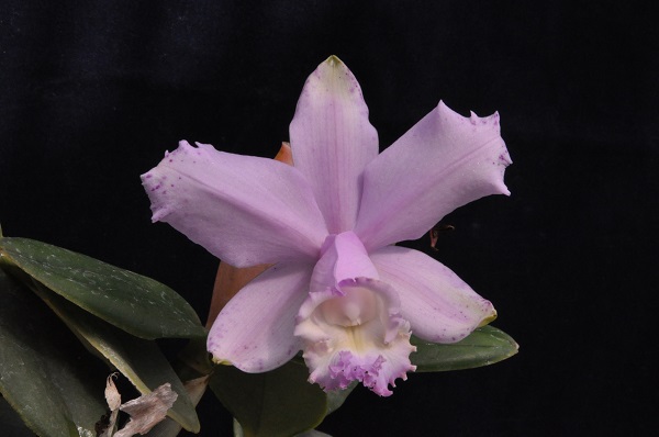 C.loddigesii