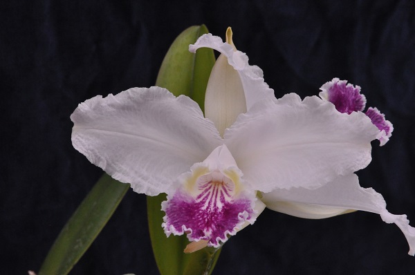 C.lueddemanniana coerulea